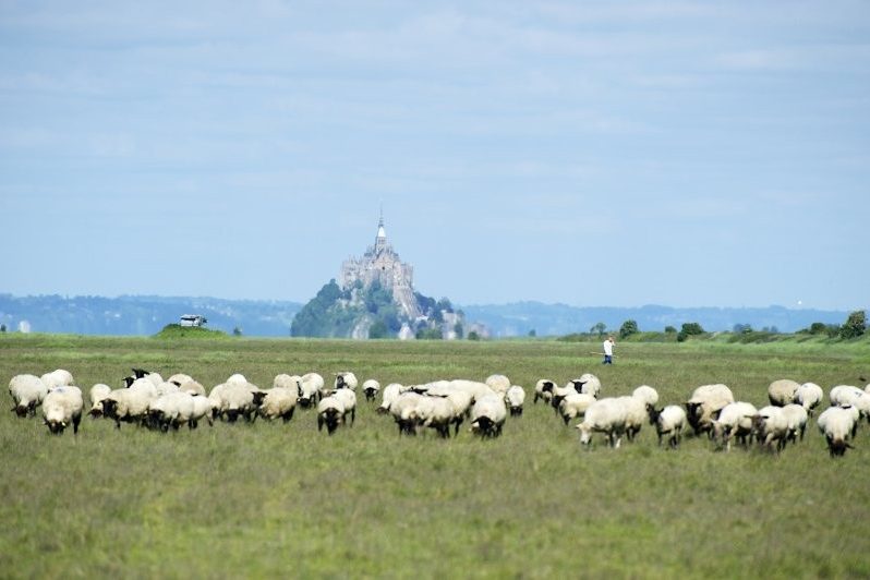 Moutons dans les prés salés, le Mont-Saint-Michel à l'horizon